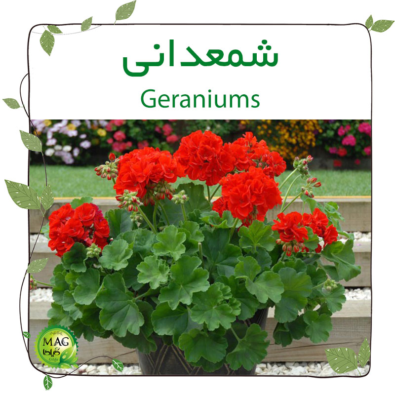 شمعدانی (Geraniums)