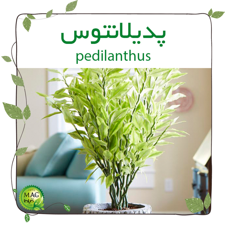 پدیلانتوس (pedilanthus)