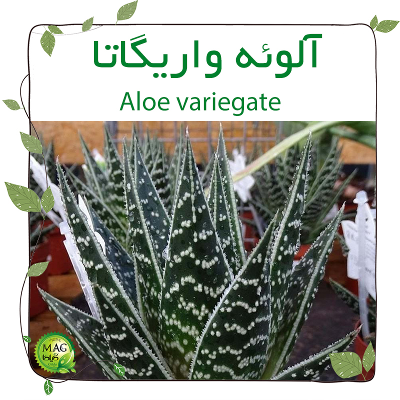آلوئه واریگاتا(Aloe variegate)