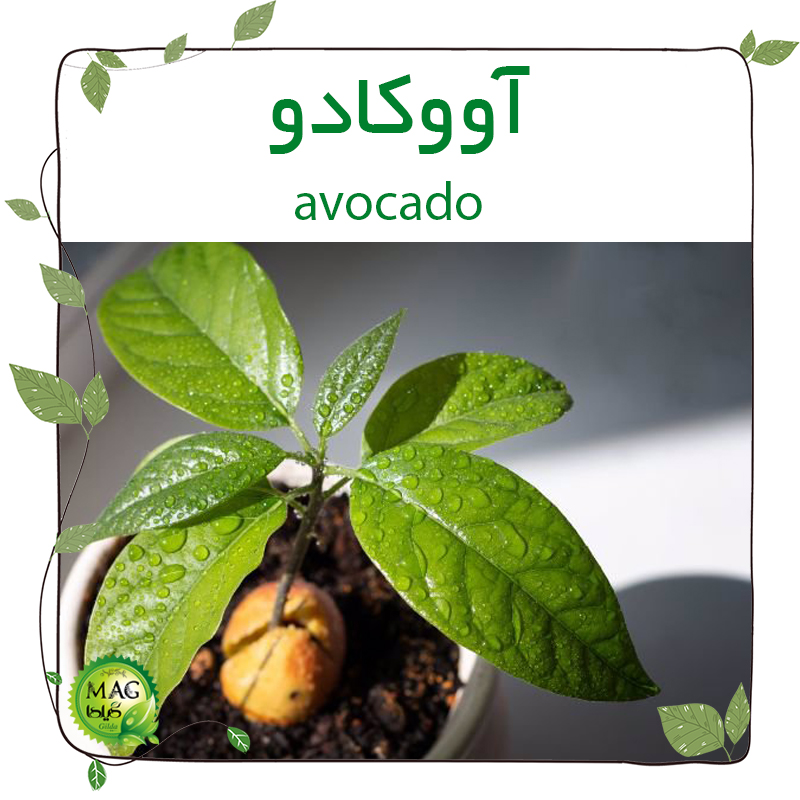 آووکادو(avocado)