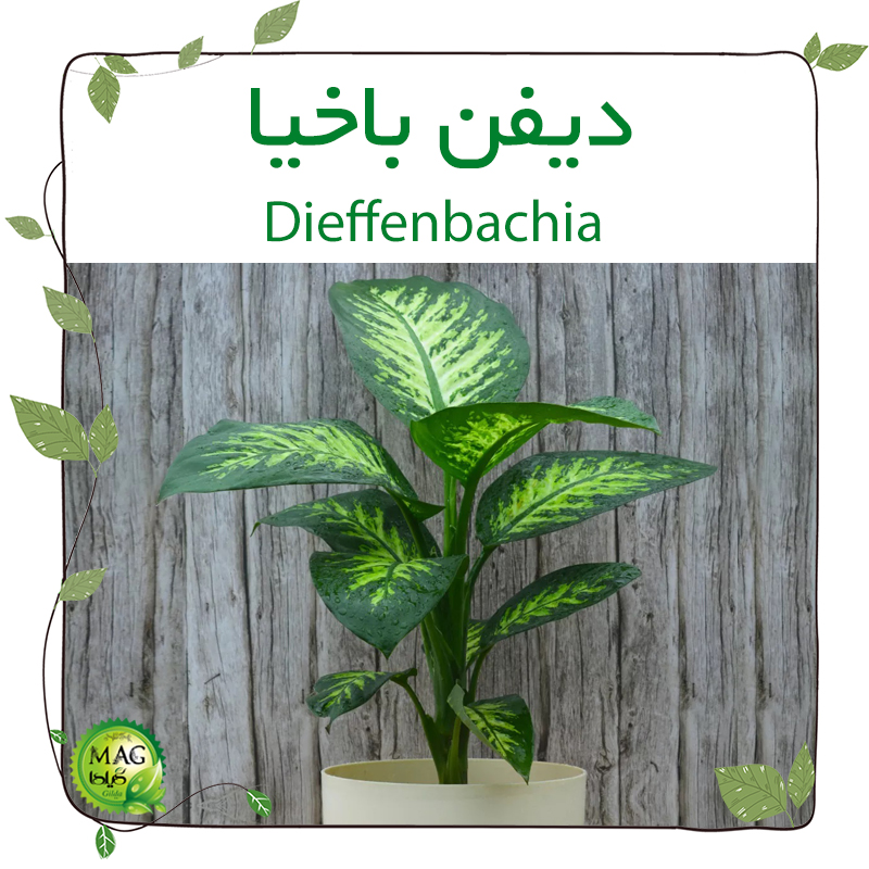 دیفن باخیا(Dieffenbachia)
