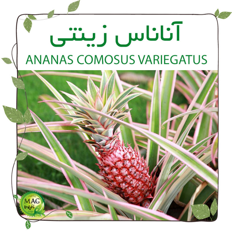 آناناس زینتی(ANANAS COMOSUS VARIEGATUS)