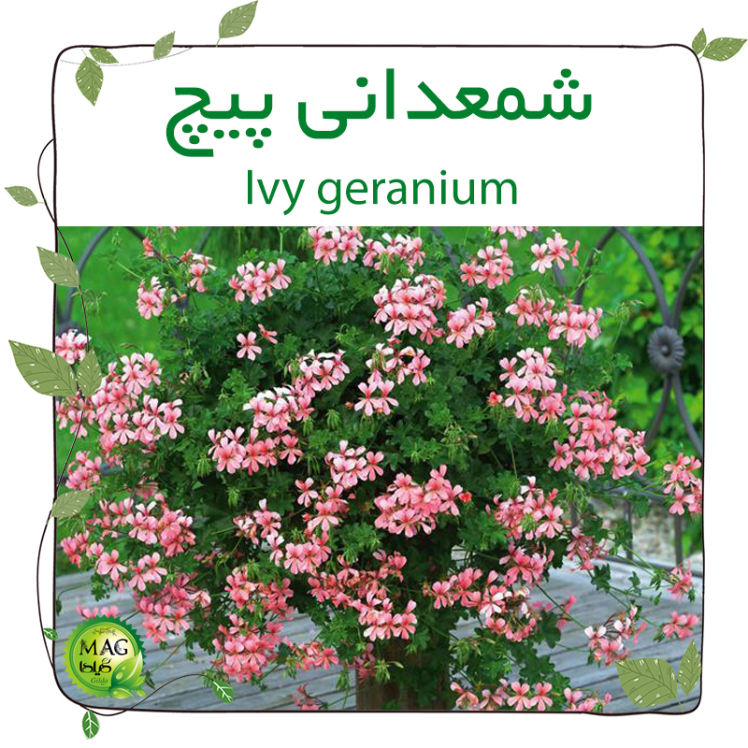 شمعدانی پیچ (Ivy geranium)