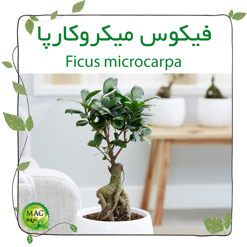 فیکوس میکروکارپا (Ficus microcarpa)