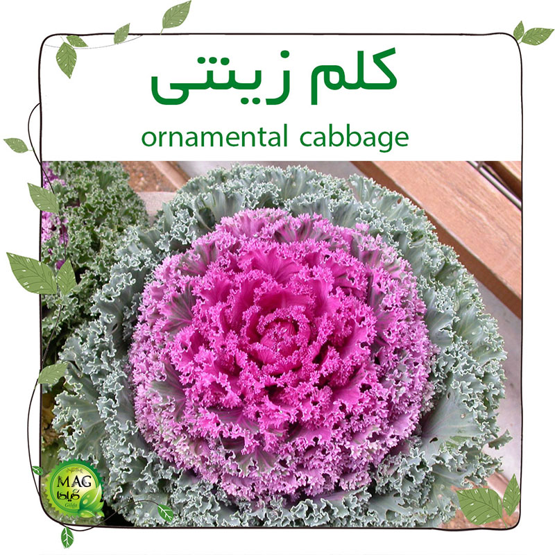 کلم زینتی (Ornamental cabbage)