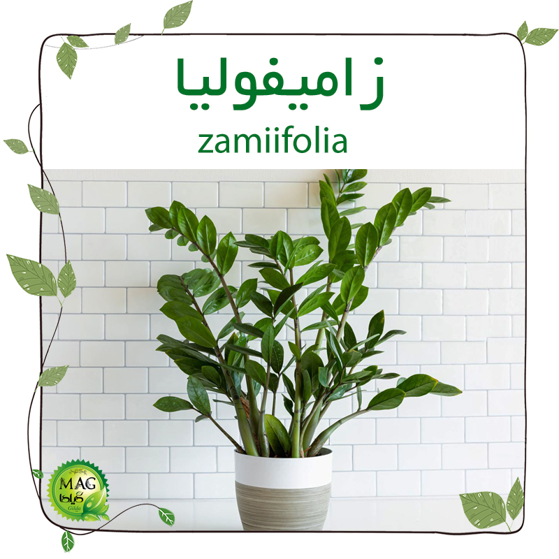 زامیفولیا(zamiifolia)