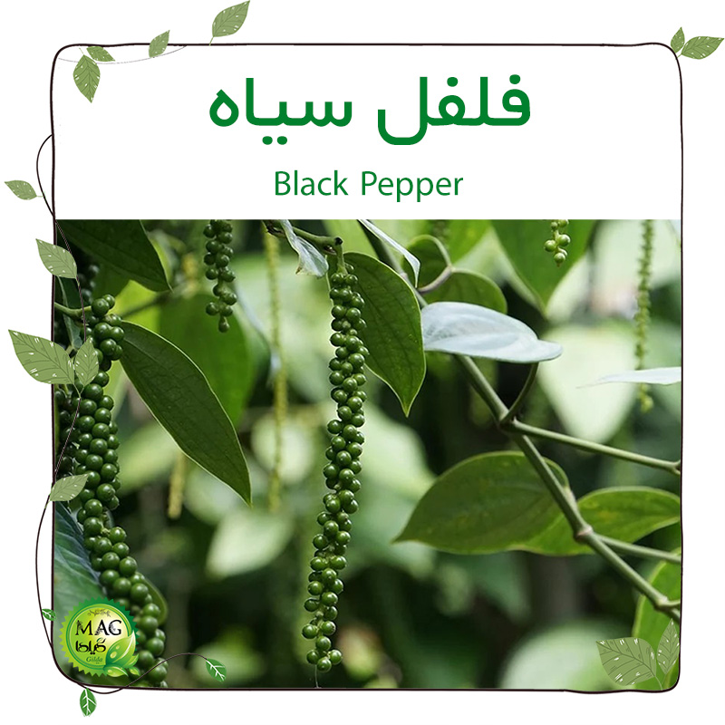 فلفل سیاه (black pepper)