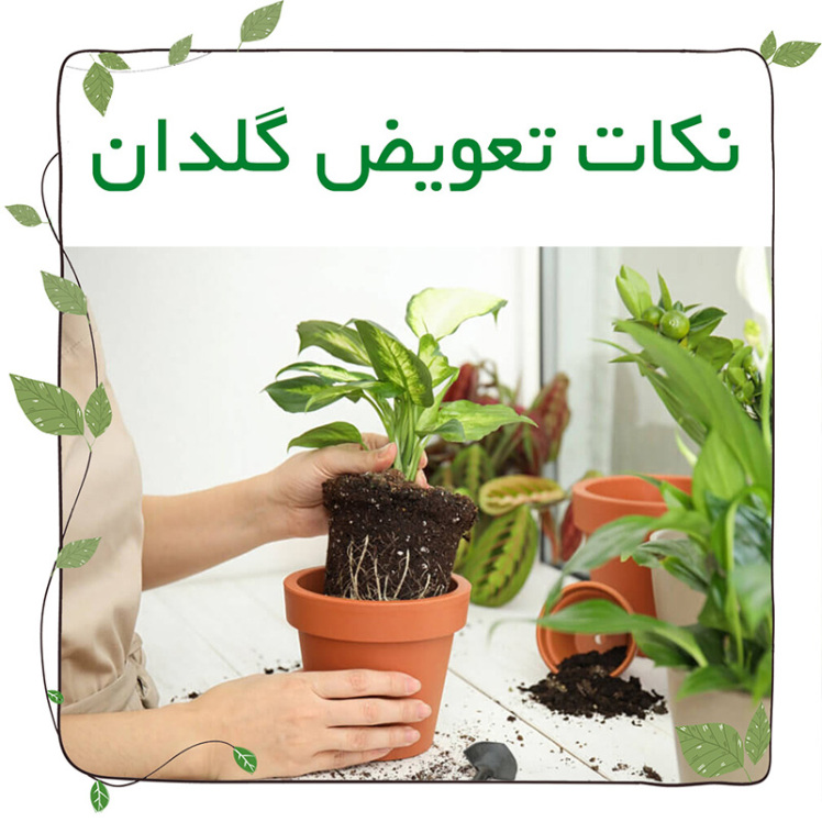  نکات تعویض گلدون ‌