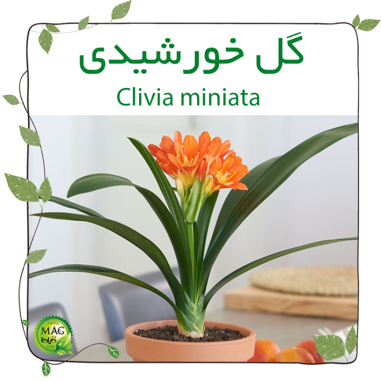 گل خورشیدی(Clivia miniata)