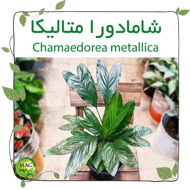 شامادورا متالیکا(Chamaedorea metallica)