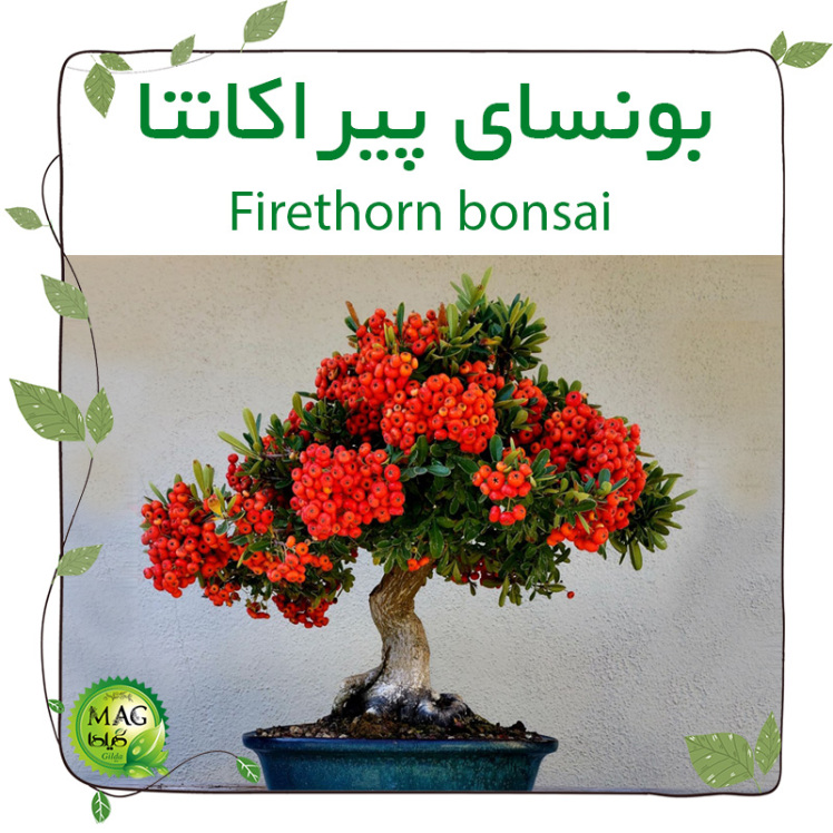 بونسای پیراکانتا