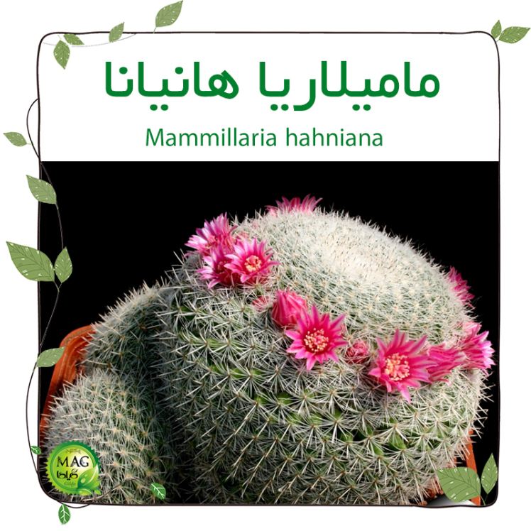مامیلاریا هانیانا(Mammillaria hahniana)