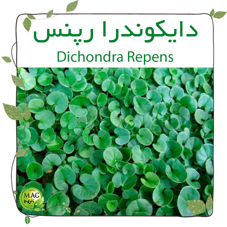 دایکوندرا رپنس (Dichondra Repens)