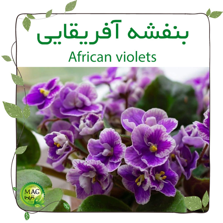بنفشه آفریقایی(African violets)