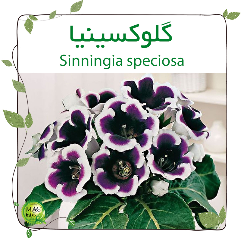گلوکسینیا(Sinningia speciosa)