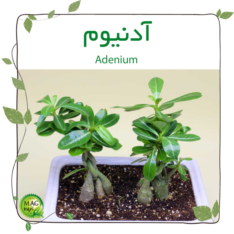 آدنیوم(Adenium)