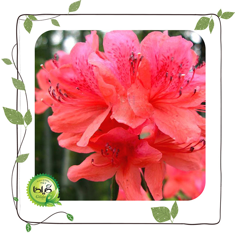 آزالیای هندی (Rhododendron Simsii)