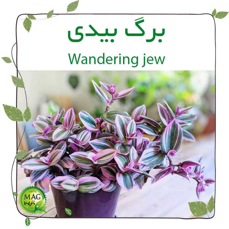 برگ بیدی (wandering jew)