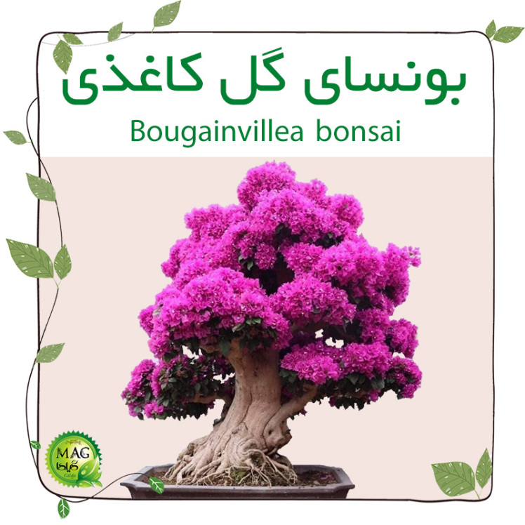 بونسای گل کاغذی(Bougainvillea bonsai)