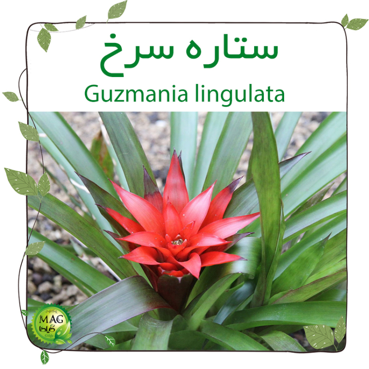 ستاره سرخ (Guzmania lingulata)