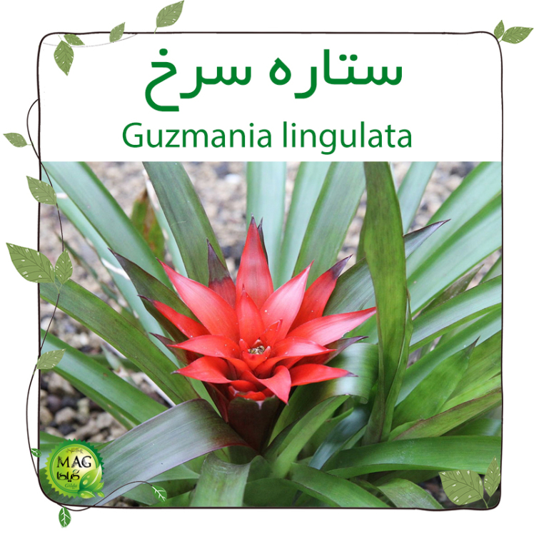  ستاره سرخ (Guzmania lingulata)