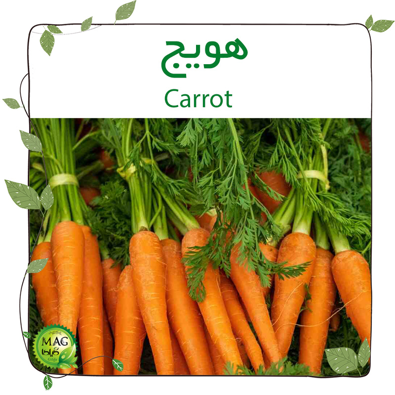 هویج(Carrot)
