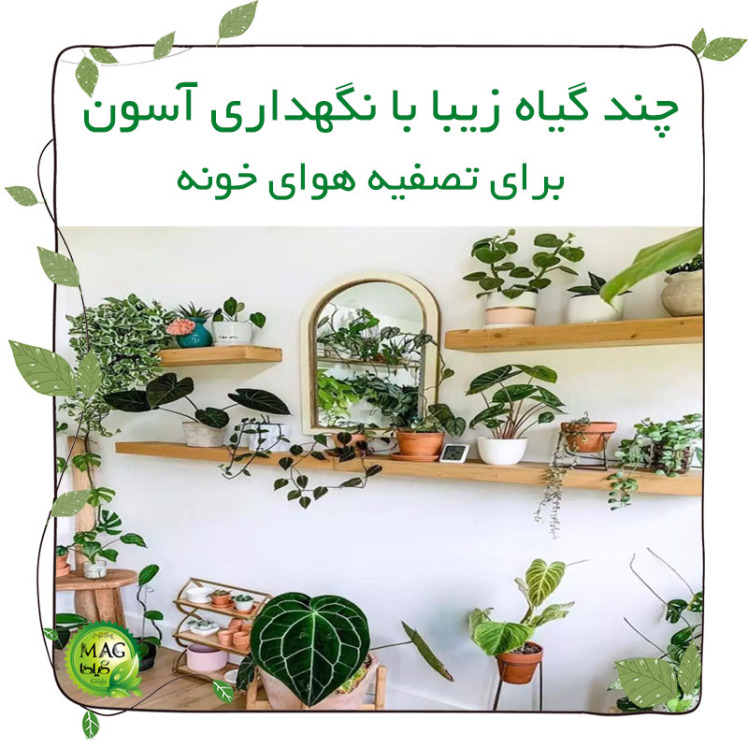 چند گیاه زیبا با نگهداری آسون برای تصفیه هوای خونه