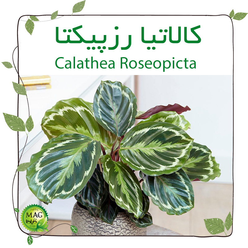 کالاتیا رزپیکتا ( Calathea Roseopicta)