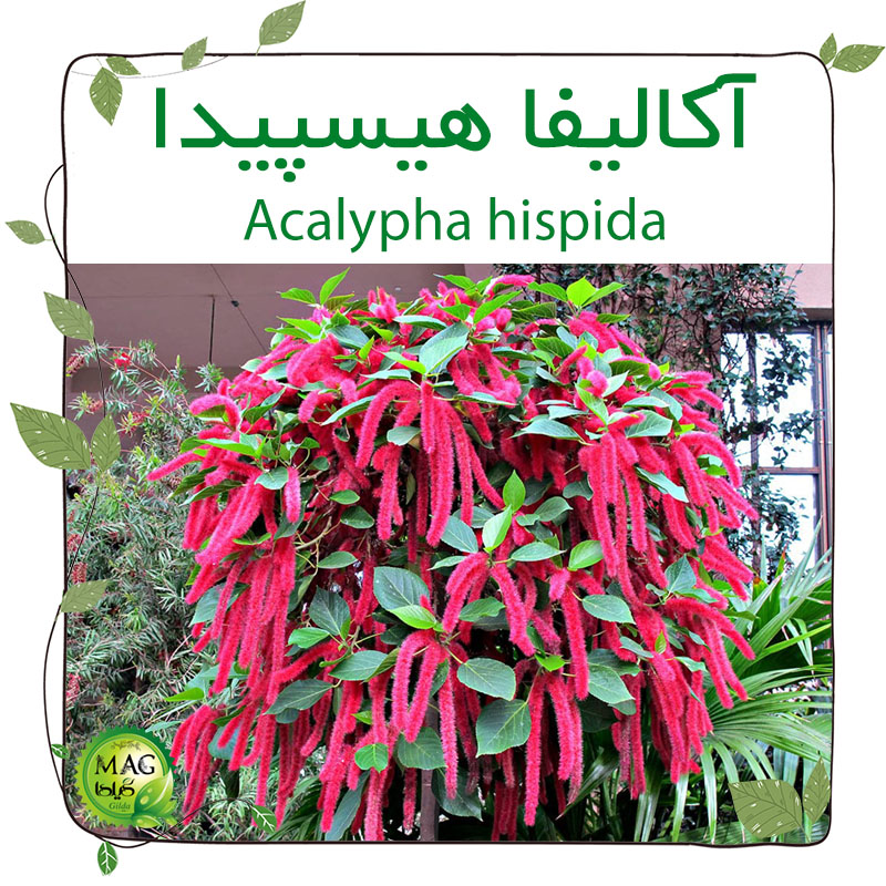 آکالیفا هیسپیدا (Acalypha hispida)