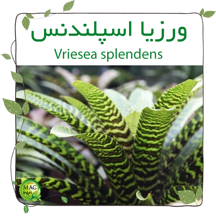 ورزیا اسپلندنس(Vriesea splendens) ‌