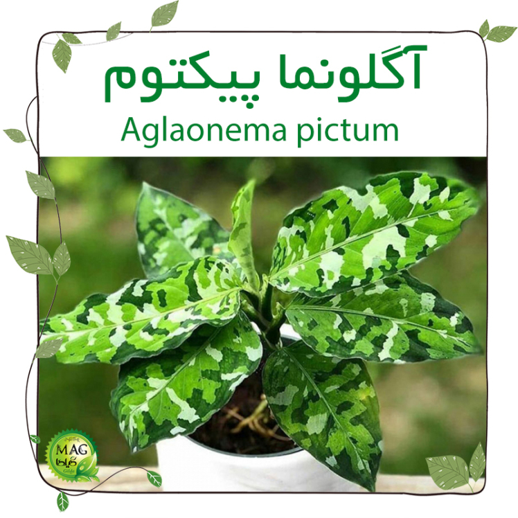 آگلونما پیکتوم(Aglaonema pictum)