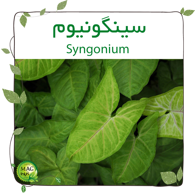 سینگونیوم (Syngonium)