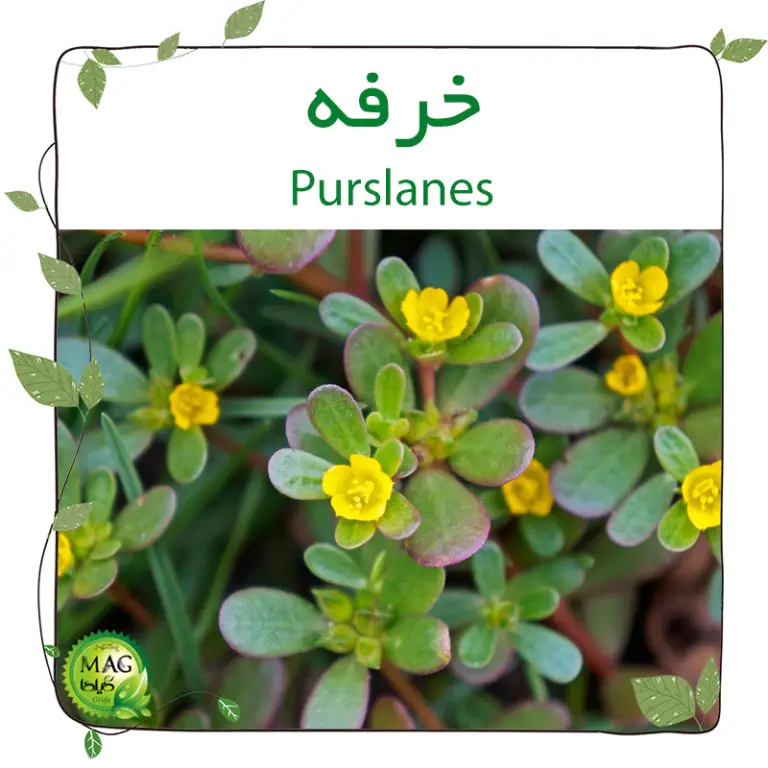 خرفه (Purslanes)