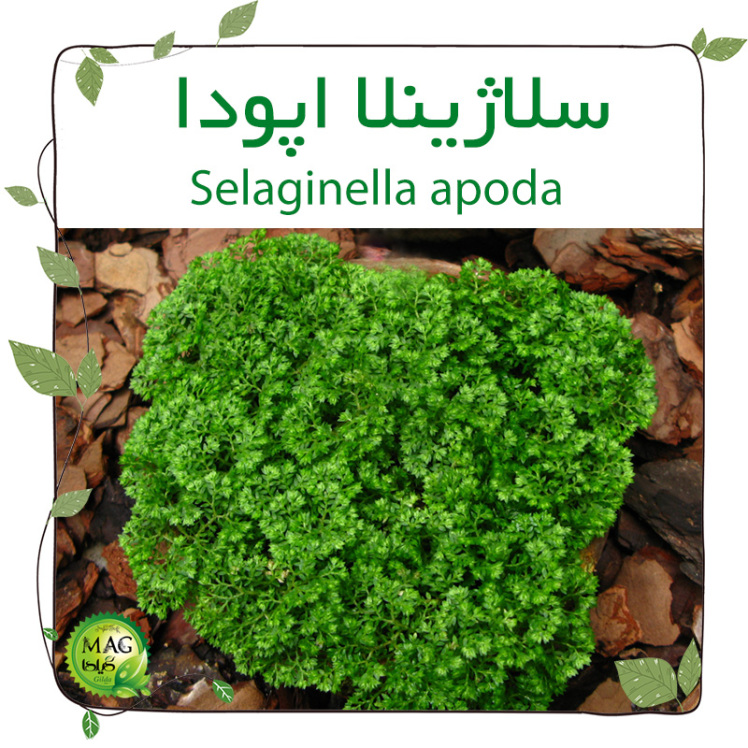 سلاژینلا اپودا (Selaginella apoda)