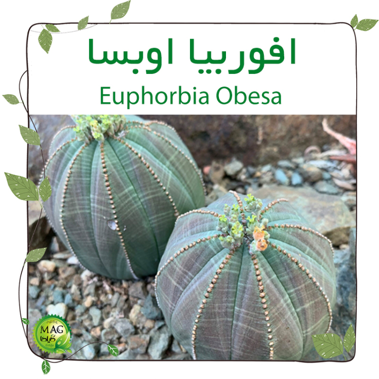 افوربیا اوبِسا (Euphorbia Obesa)