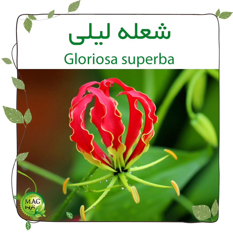 شعله لیلی (Gloriosa superba)‌