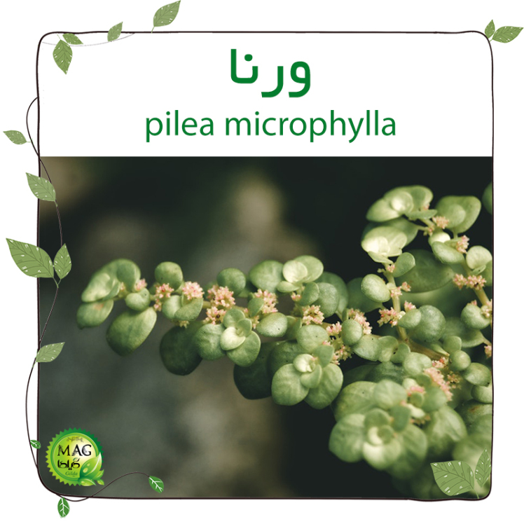 ورنا (pilea microphylla) 