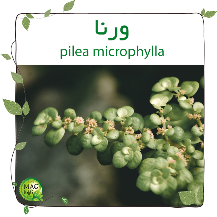  ورنا (pilea microphylla) ‌