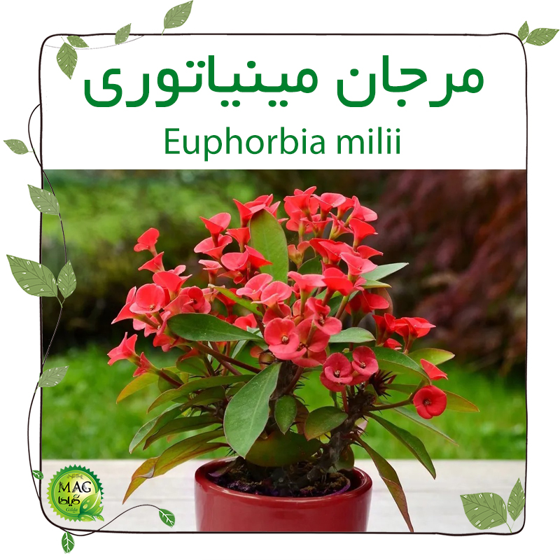 مرجان مینیاتوری(Euphorbia milii)
