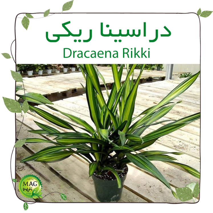 دراسینا ریکی(Dracaena Rikki)