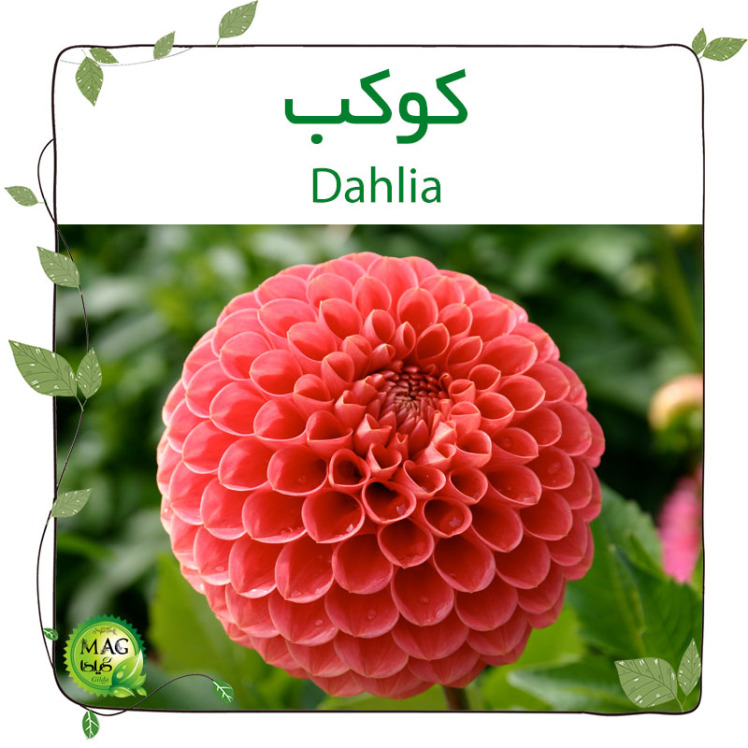 کوکب(Dahlia)