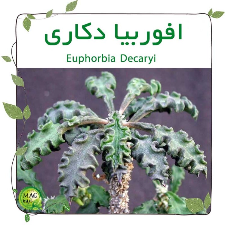 افوربیا دکاری (Euphorbia Decaryi)