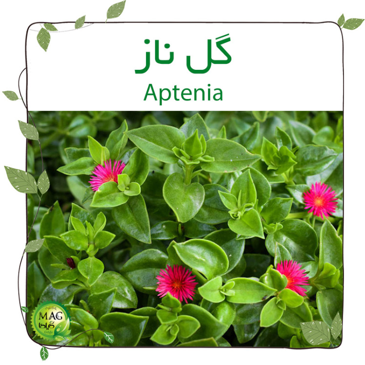 گل ناز(Aptenia)