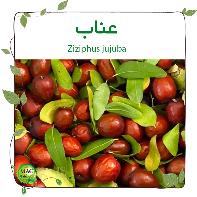 عناب(Ziziphus jujuba)