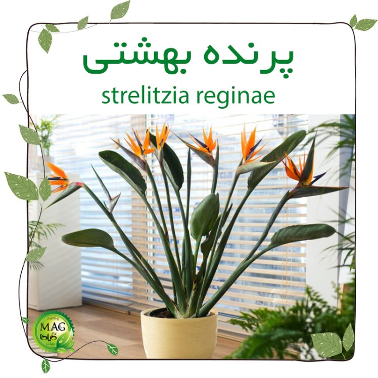 پرنده بهشتی(strelitzia reginae)