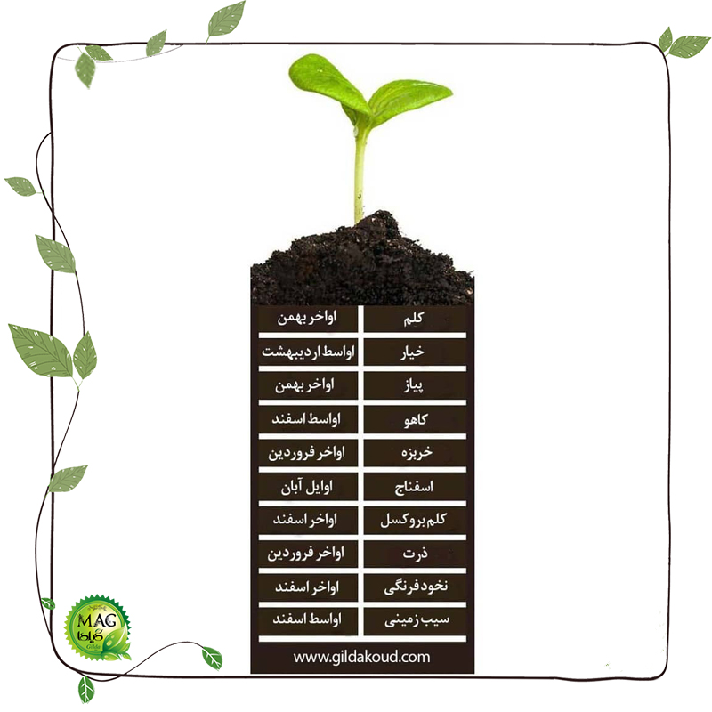 زمان پیشنهادی برای کاشت صیفی‌جات و سبزیجات در باغچه و محیط باز