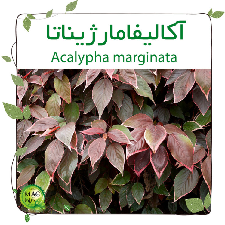 آکالیفامارژیناتا (Acalypha marginata)