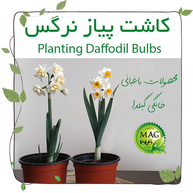 کاشت پیاز گل نرگس (Planting Daffodil Bulbs)