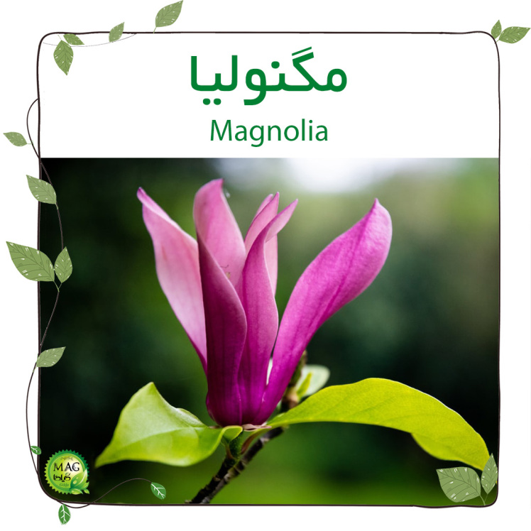 مگنولیا (Magnolia)
