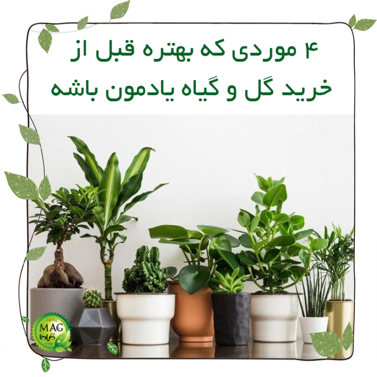 4 موردی که بهتره قبل از خرید گل و گیاه یادمون باشه
